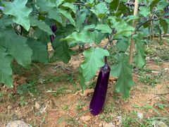 -广州白江湖森林公园