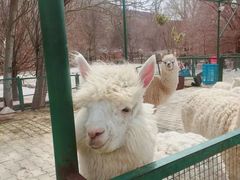 -新疆天山野生动物园