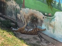 -西霞口神雕山野生动物世界