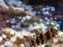 -瑞普利水族馆