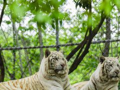 -常州淹城野生动物世界