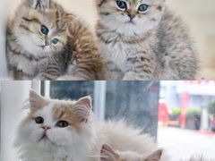 -小猫来了·猫舍(红山六九七九店)