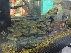 -中环花鸟鱼虫市场