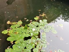 -蛇蟠岛