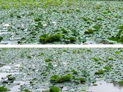 -南宁良凤江国家森林公园