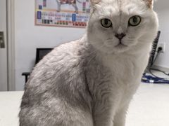 -宠颐生动物医院·猫科·心脏科(海口分院)