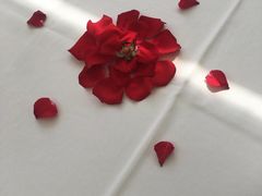 -梧桐