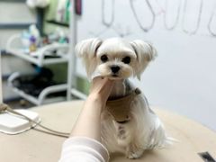 -鑫艺宠物美容培训学校