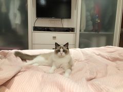 -Bastet sally猫舍购宠(静安店)