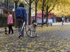 -三里屯东五街银杏大道