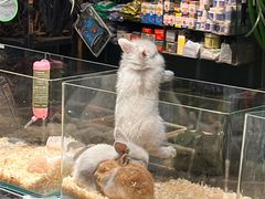 -青石桥花鸟鱼虫市场(叠翠城店)