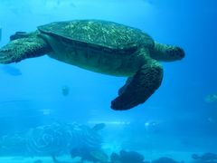 -珠海长隆海洋王国