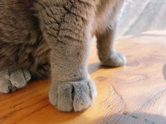 -猫小院猫主题咖啡厅(北锣店)