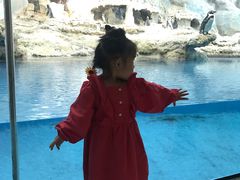 -帝企鹅自助餐厅•儿童岛•真企鹅(长隆企鹅酒店)