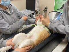 -安安宠医·臻爱宠物医院·宠保定点(营门口路分院)