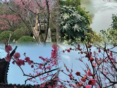 -红梅公园