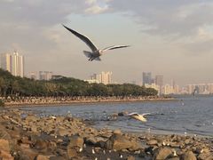 -深圳湾公园(南山区)