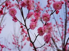 -花开海上生态园