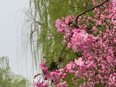 -莫愁湖公园