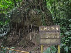 -莫里热带雨林景区