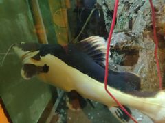 -东方巨龟苑景区