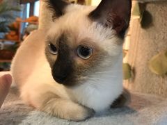 -共舞时光猫咖·狗咖(新街口店)