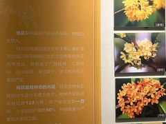 -金顺昌桂林桂花伴手礼(正阳一店)