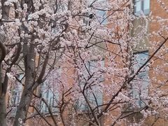 -桃花堤公园
