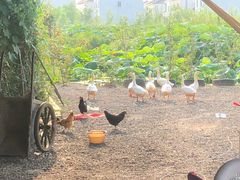 -同銮特种养殖场·龙虾垂钓