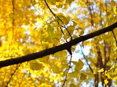 -重庆市江北嘴中央商务区中央公园