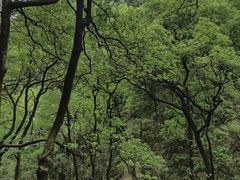 -南山植物园