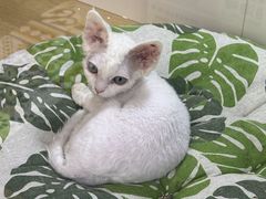 -青奢宠物·青奢猫舍