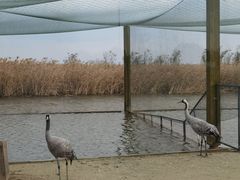 -盐城丹顶鹤湿地生态旅游区