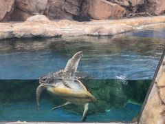 -珠海长隆海洋王国