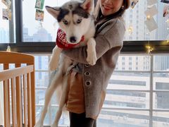 -Husky Go! 哈士奇体验馆·宠物咖啡厅狗咖