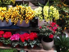 -青石桥花鸟鱼虫市场(叠翠城店)