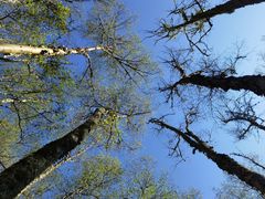 -叠溪松坪沟景区