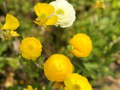 -上海鲜花港