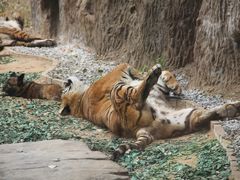 -北京野生动物园