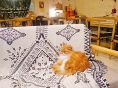 -平行世界·猫咖(首经贸店)