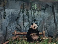 -深圳野生动物园