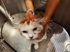 -PETKIT 小佩宠物·低压洗护·美容·寄养(安远店)