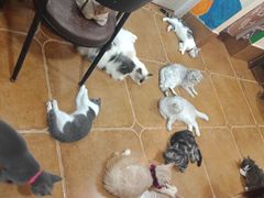 -李小姐の猫咖啡馆(五角场店)