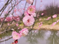 -花开海上生态园