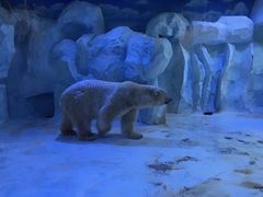 -芜湖新华联大白鲸海洋公园