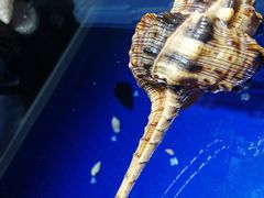 -贝壳王国博物馆