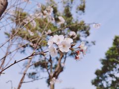 -顾村公园