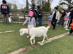 -前小桔亲子创意农场·草莓采摘·露营烧烤