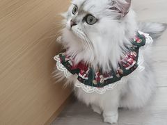 -瞄一喵猫咖(格力海岸店)