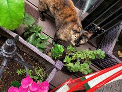 -EATALIA意塔利意式餐厅(鼓楼店)